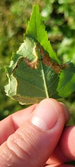 Agromyza alnibetulae