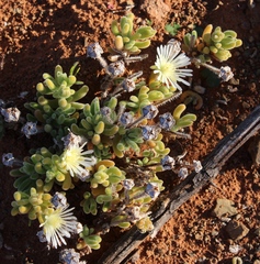 Drosanthemum eburneum