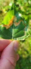 Agromyza alnibetulae