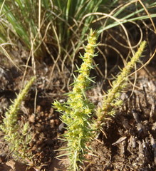 Crassula lanceolata transvaalensis