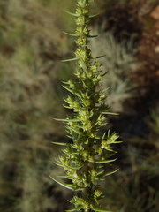 Crassula lanceolata transvaalensis