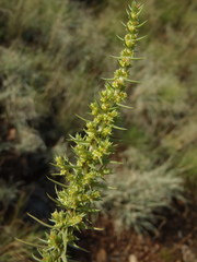 Crassula lanceolata transvaalensis
