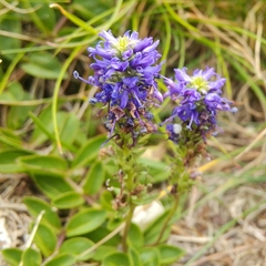Veronica allionii