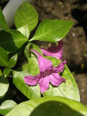 Ruellia solitaria