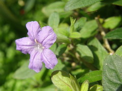 Ruellia dipteracanthus
