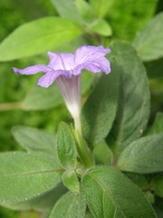 Ruellia dipteracanthus