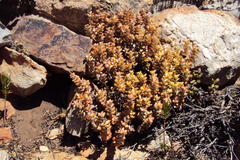 Crassula rupestris rupestris