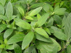 Ruellia dipteracanthus