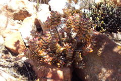 Crassula rupestris rupestris
