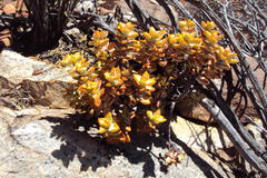 Crassula rupestris rupestris