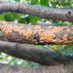 Peniophora aurantiaca