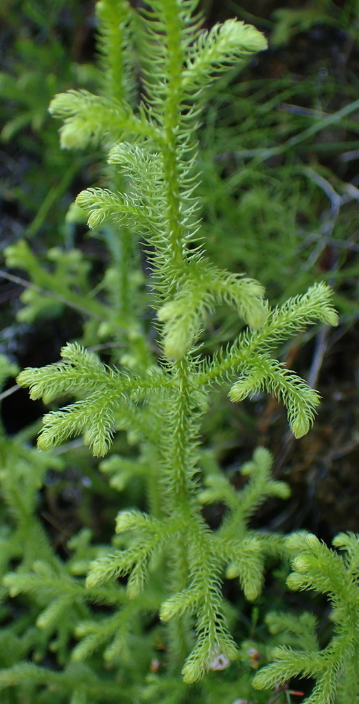 staghorn clubmoss from Mother Holly, Millwood Goldfields. on August 15 ...