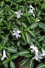 Ruellia devosiana