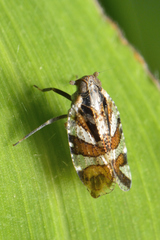 Cixius bandarus