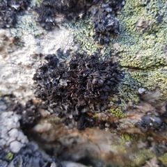 Cornicularia normoerica