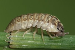 Armadillidium saxivagum