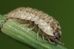Armadillidium saxivagum