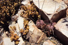 Adromischus triflorus