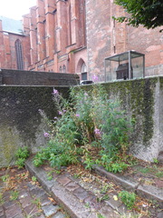 Chamaenerion angustifolium