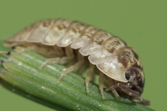 Armadillidium saxivagum
