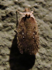 Agonopterix clemensella
