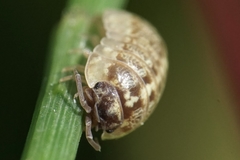 Armadillidium saxivagum