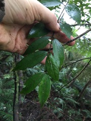 Atherosperma moschatum moschatum