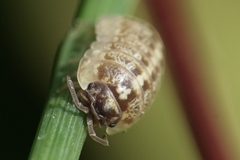 Armadillidium saxivagum