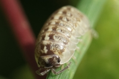 Armadillidium saxivagum