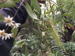 Atherosperma moschatum moschatum