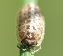 Armadillidium saxivagum