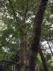 Atherosperma moschatum moschatum