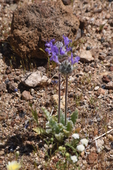 Salvia carduacea