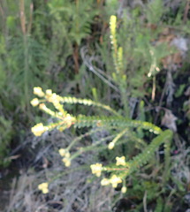 Penaea cneorum cneorum