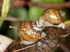 Achatinidae