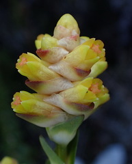 Penaea cneorum cneorum