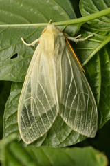 Amastus alba