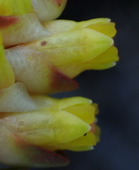 Penaea cneorum cneorum