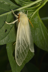 Amastus alba