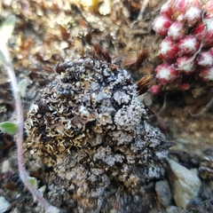 Catapyrenium cinereum