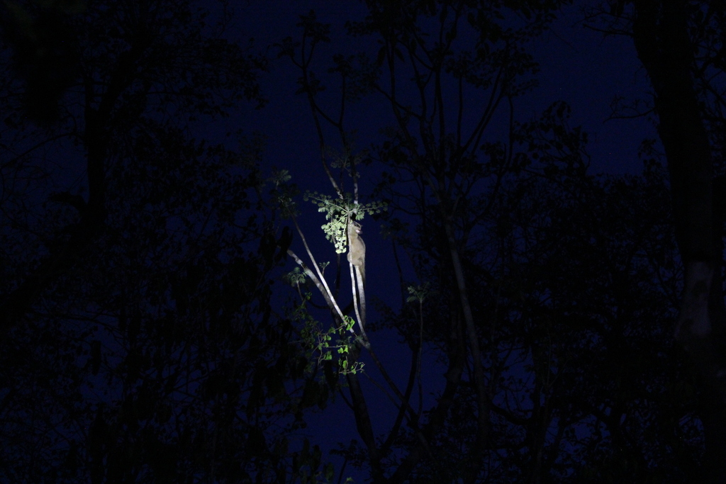 Pale Fork-marked Lemur