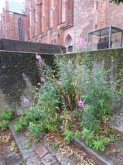 Chamaenerion angustifolium