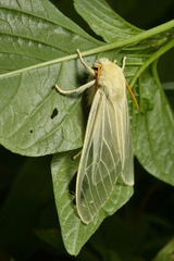 Amastus alba