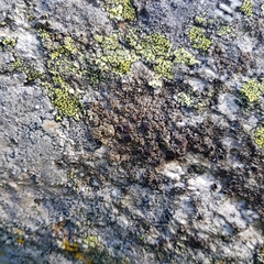 Protoparmelia badia