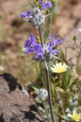 Salvia carduacea