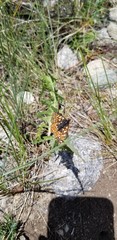 Euphydryas anicia