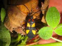 Oncopeltus orourkeae