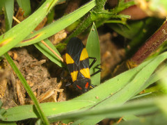 Oncopeltus orourkeae