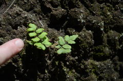 Cheilanthes viridis viridis