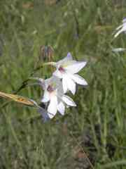 Gladiolus robertsoniae